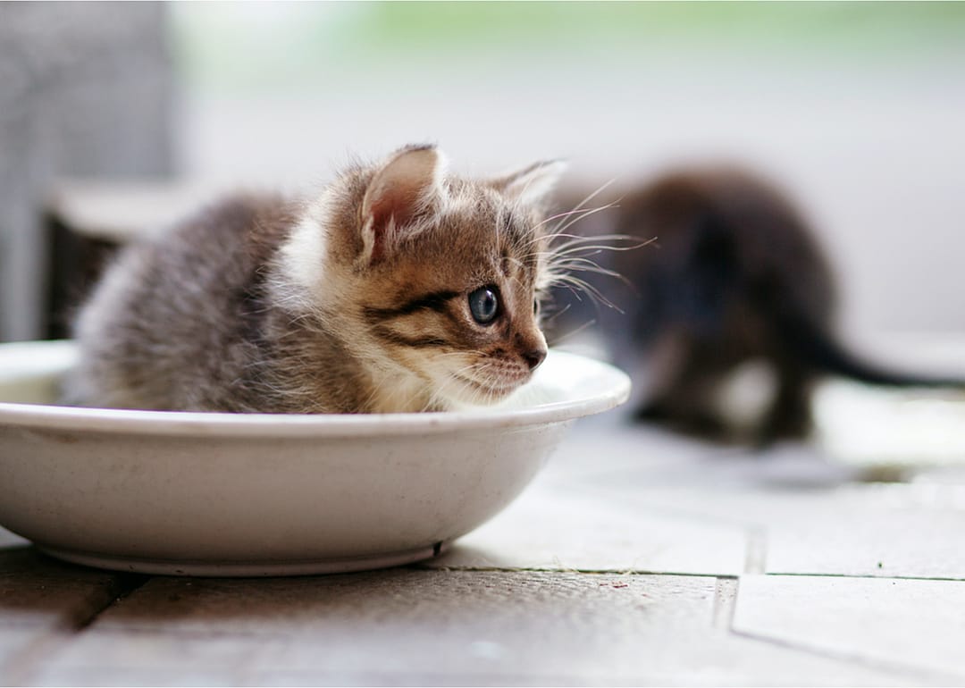 Accommodate other pets or children
