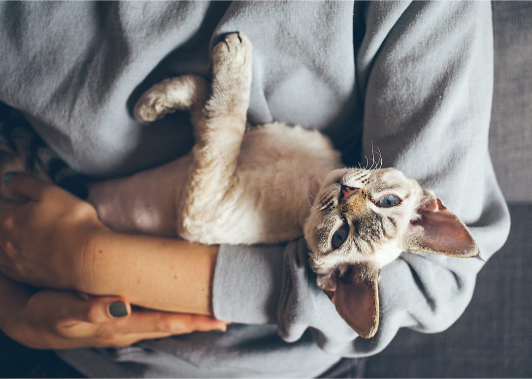 Domesticating cats likely caused them to keep 'making biscuits' into adulthood