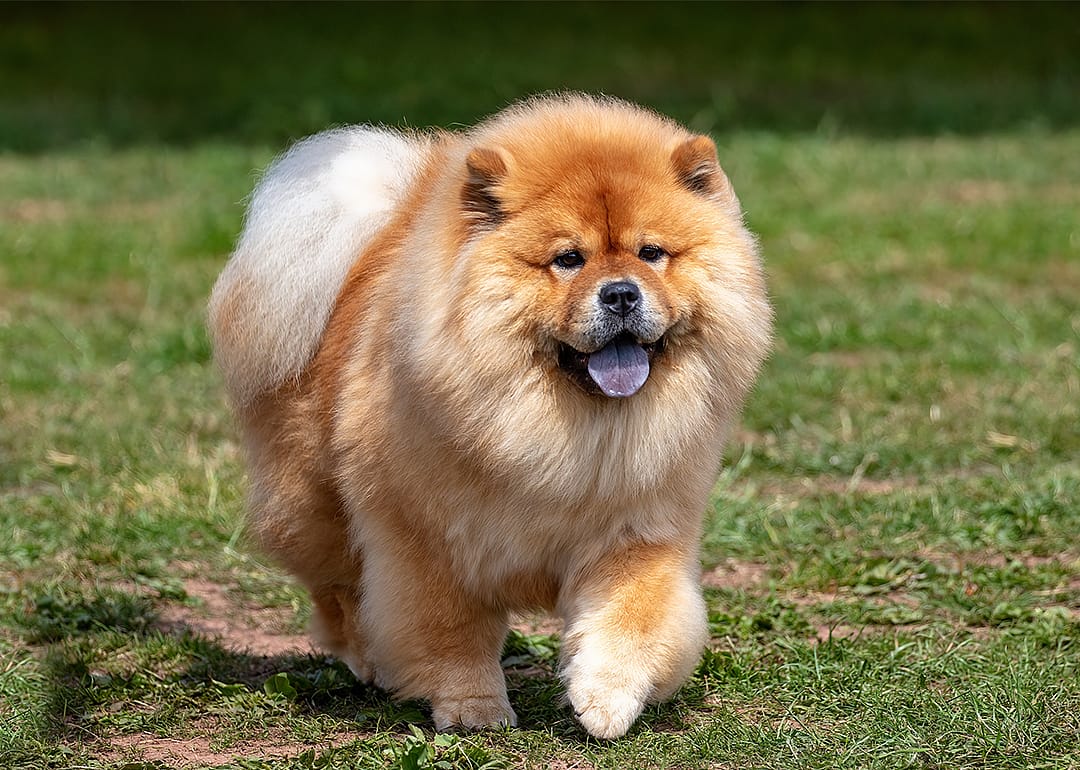 Fluffy Chow Chow dog walking on grass.