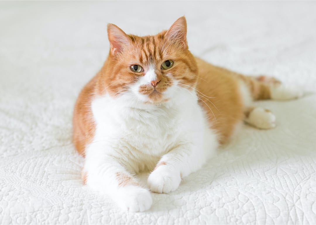 How can I help my chubby cat slim down?