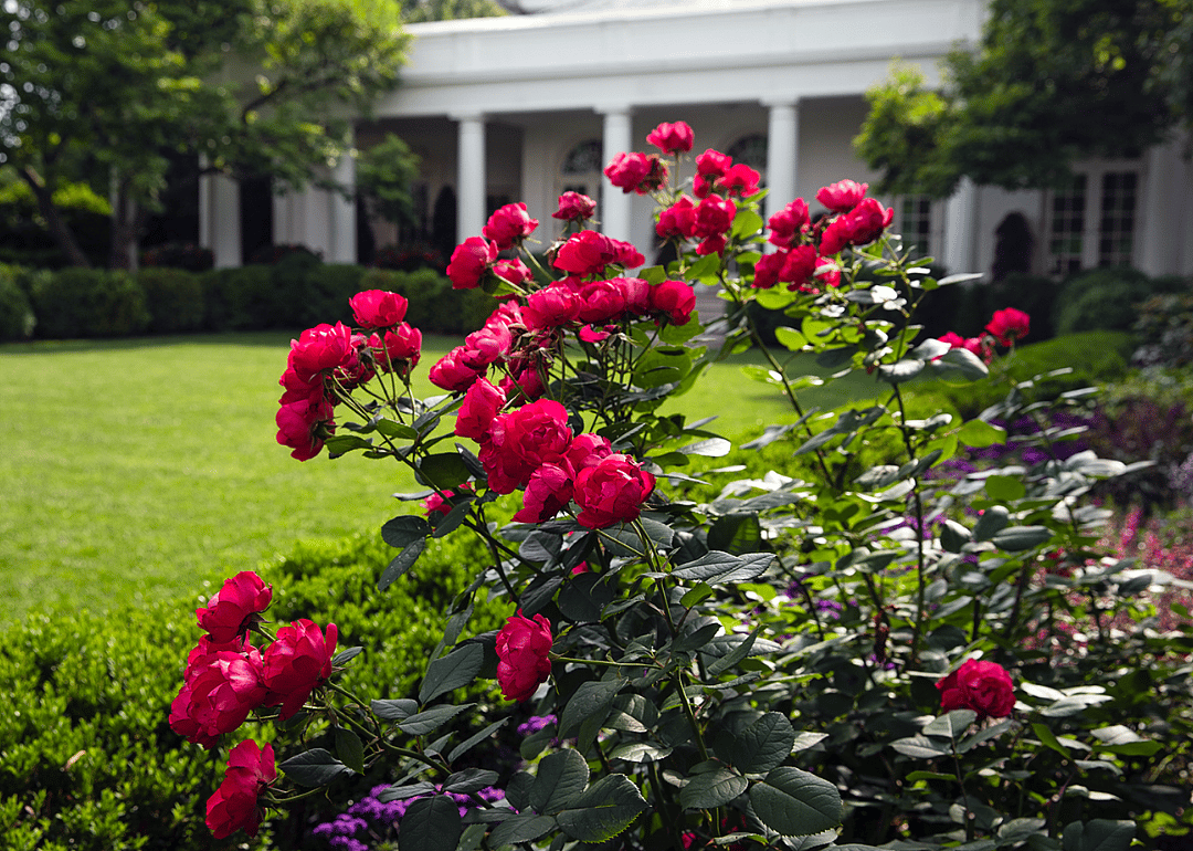2019: Red roses bloom in the Garden