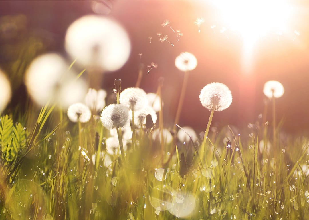 A warming climate means a longer pollen season