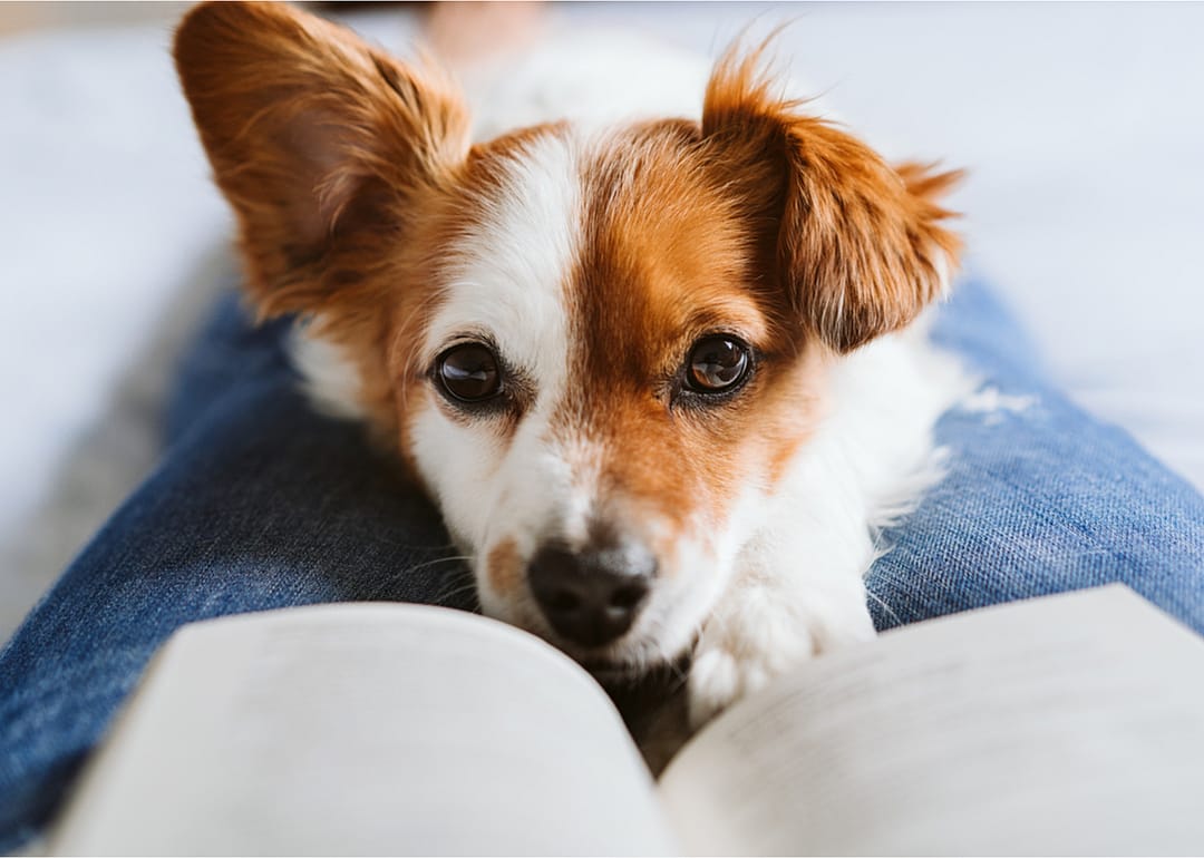 Pet ownership across the generations