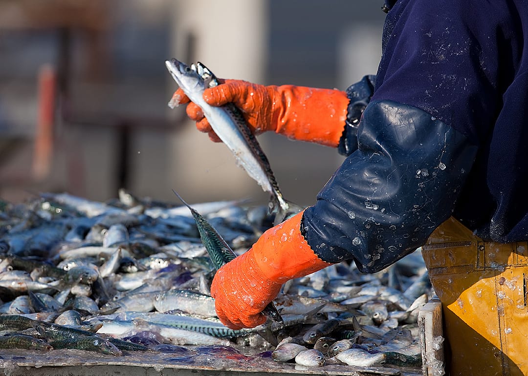#35. Meat, poultry, and fish cutters and trimmers