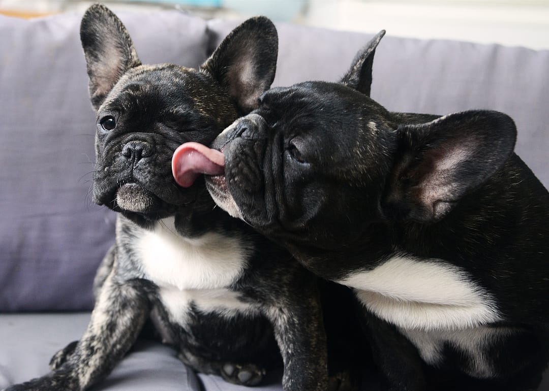 Two French bulldog puppies