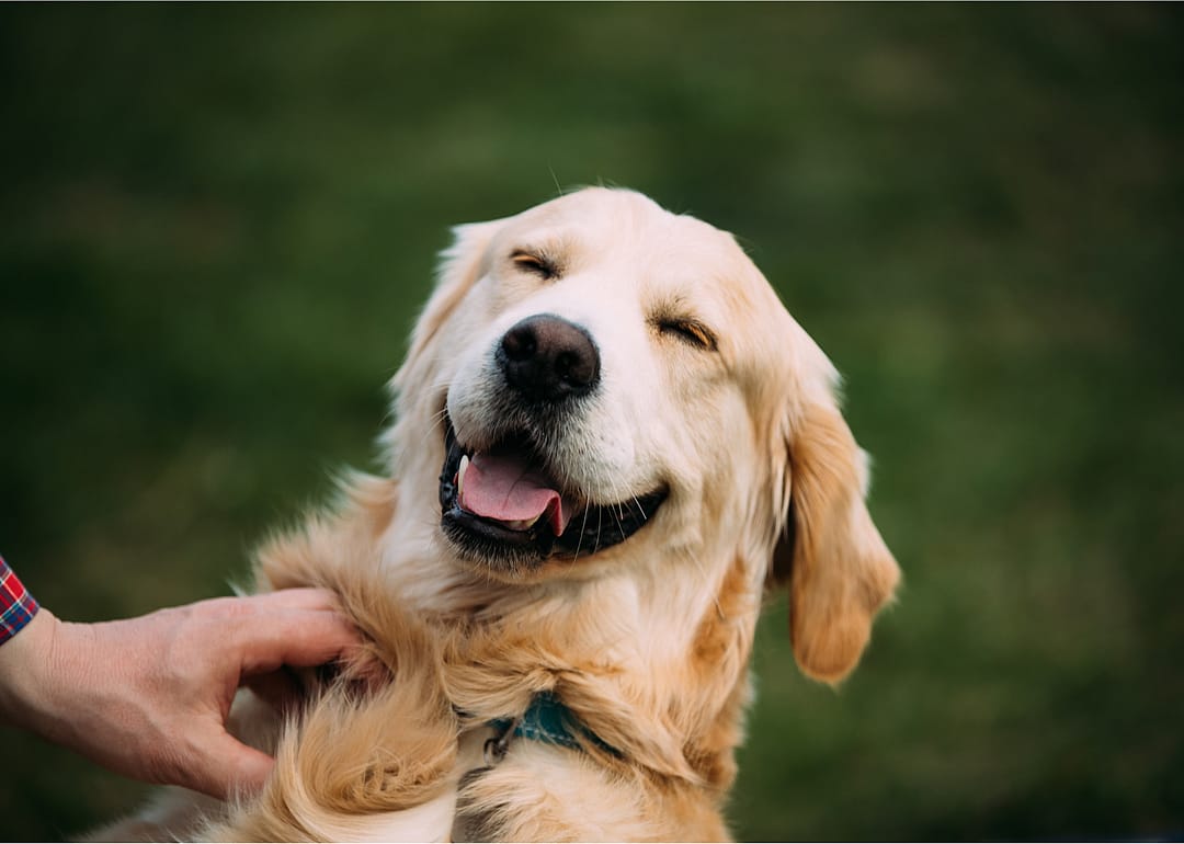 Dogs may have domesticated themselves