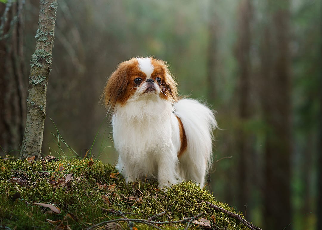A Japanese Chin dog on a mossy rock in a sunlit forest, looking alert and attentive.