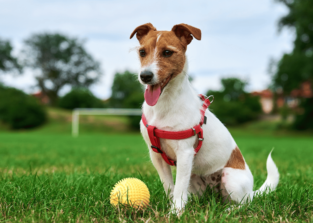 Jack Russell Terrier with ball.
