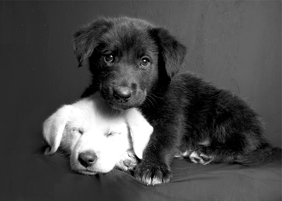 1917: America's favorite dog gets its due