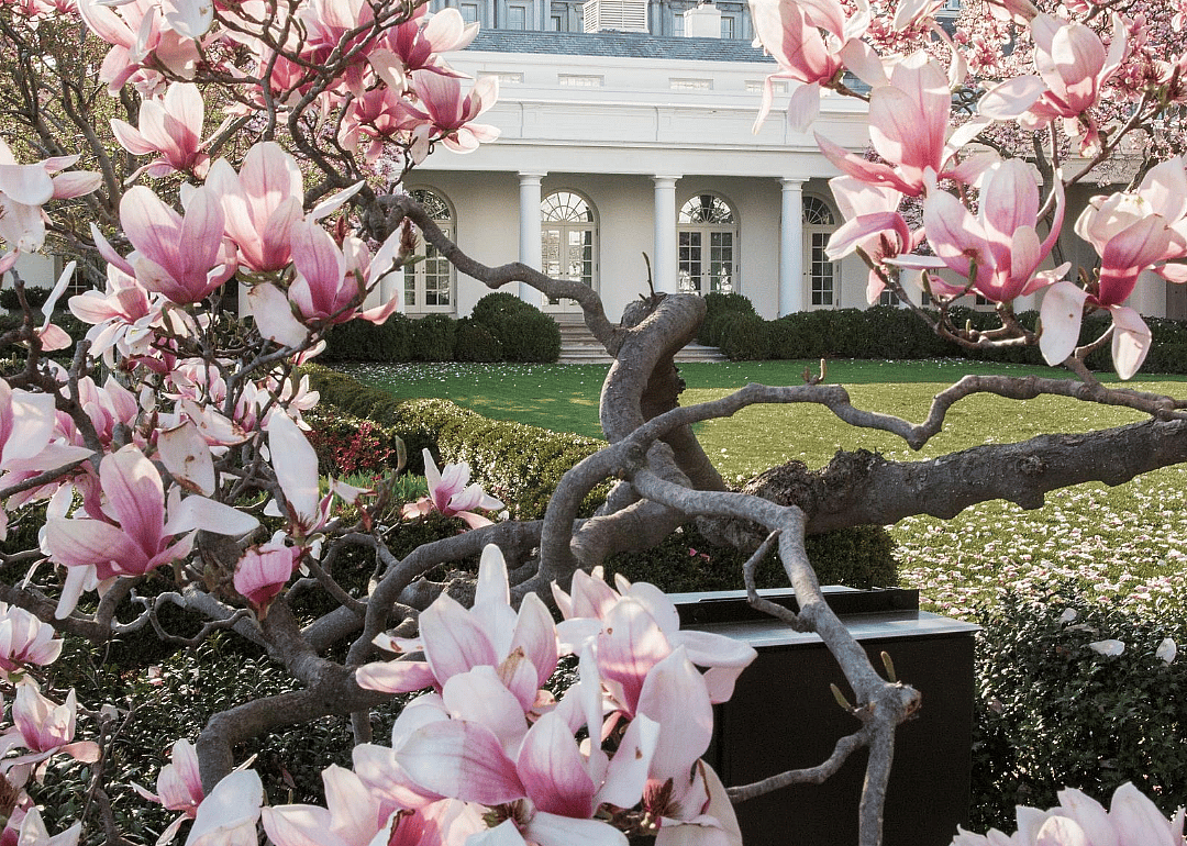 2014: Through the blooms of a magnolia tree