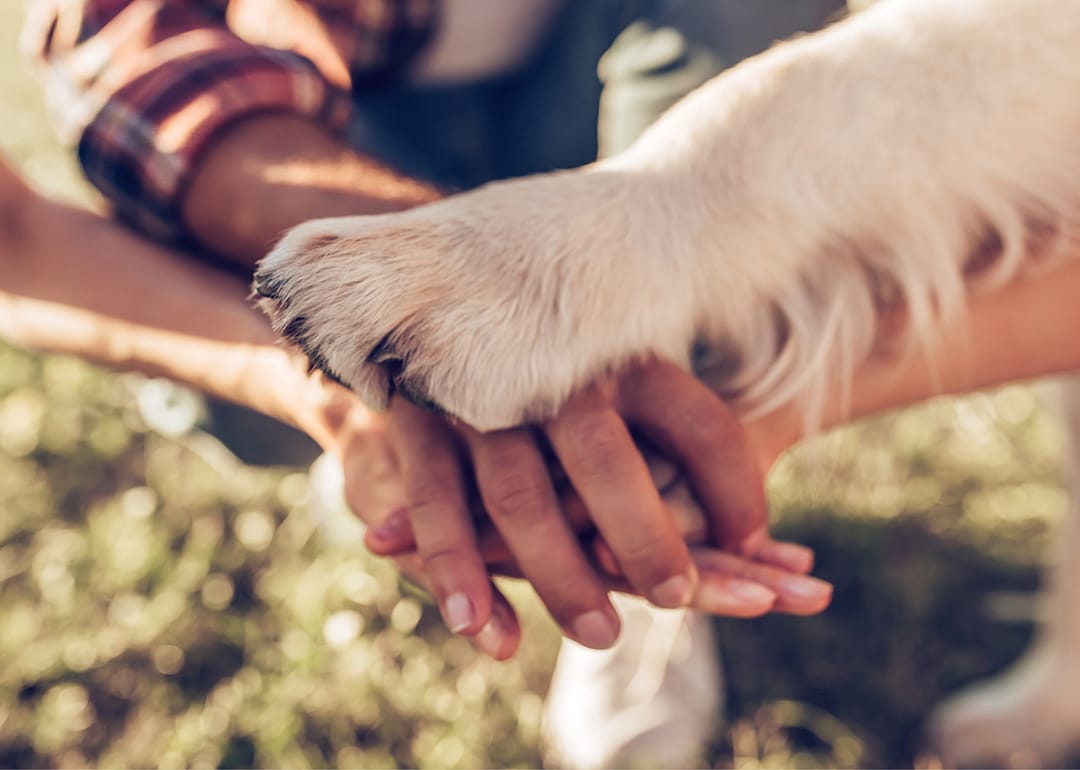 Which pets does each generation prefer?
