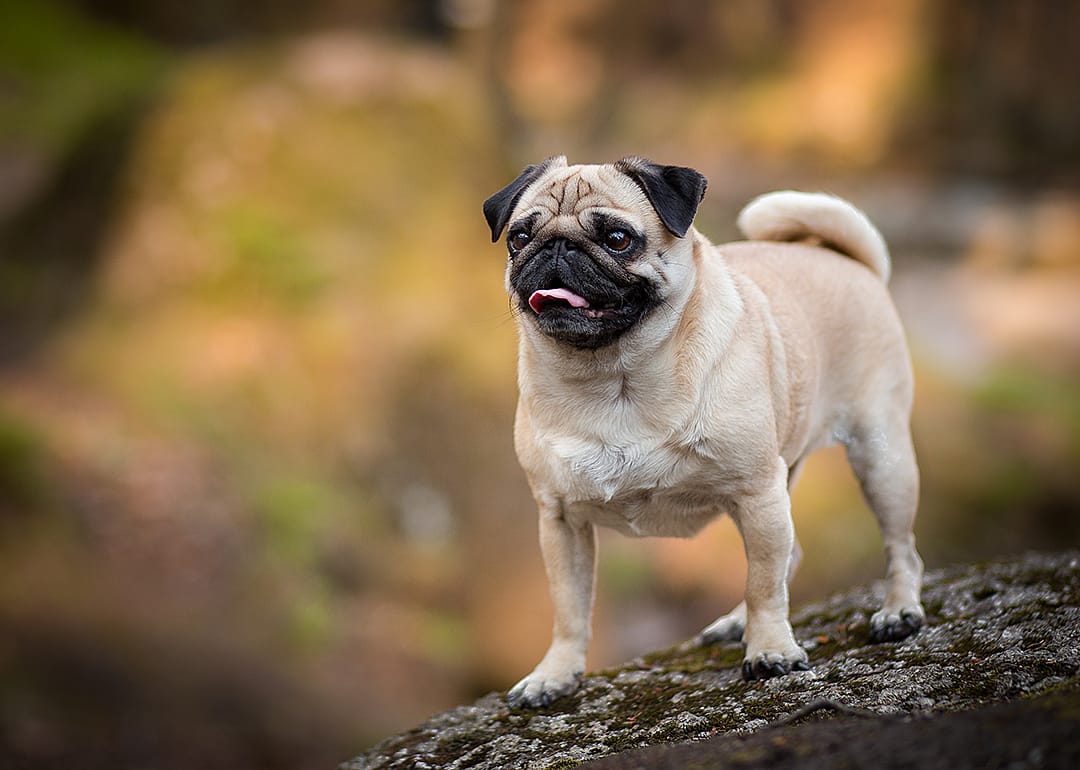 Pug dog portrait in forest.
