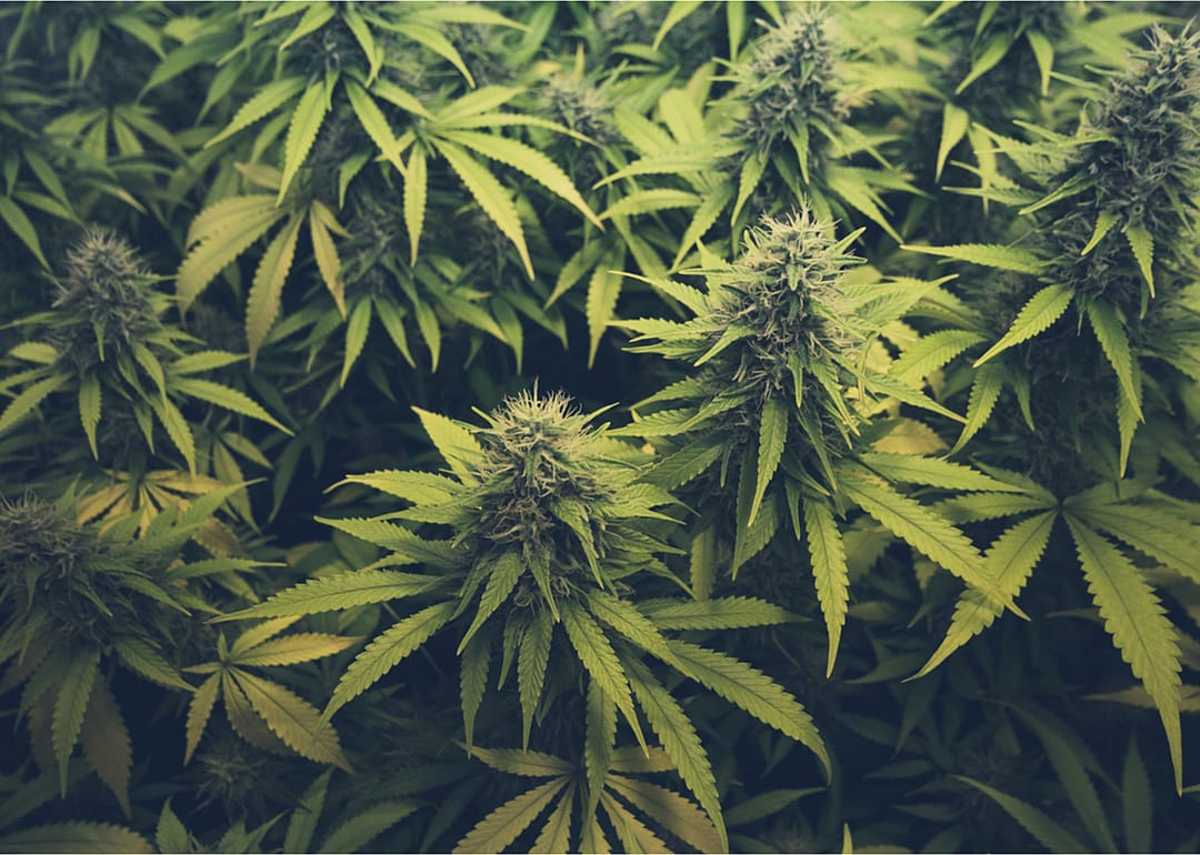 Cannabis plants