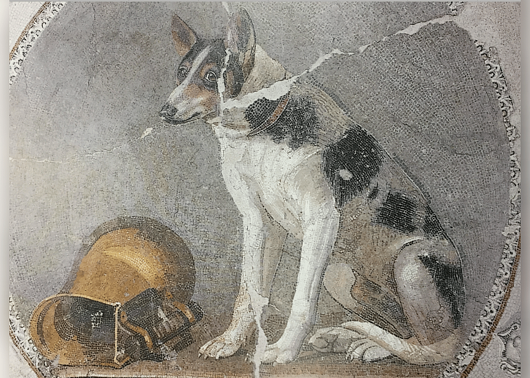 6,000 years ago: Dogs go urban