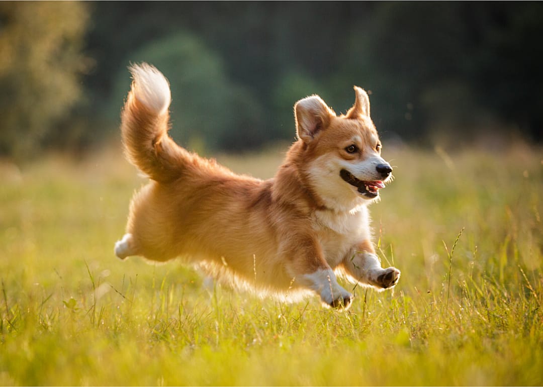 Running Pembroke Welsh Corgi