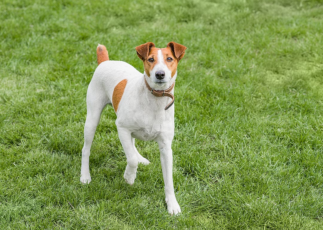 Smooth fox terrier standing in a grass.