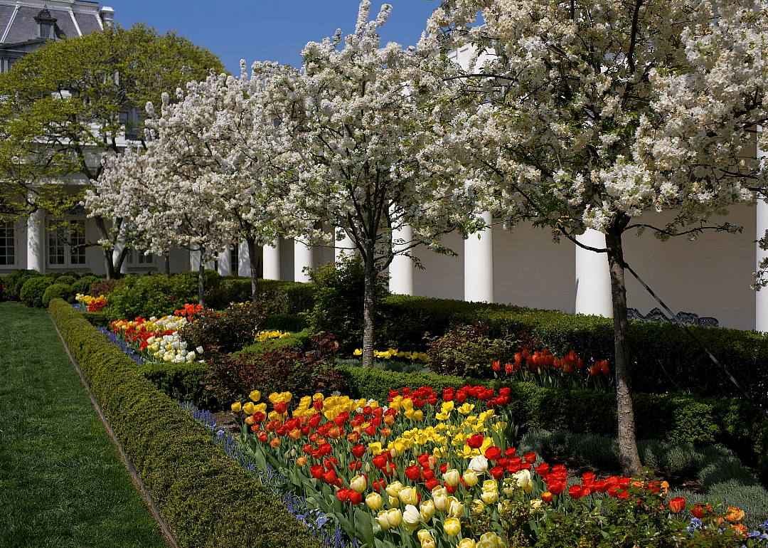 2008: The Garden in bloom