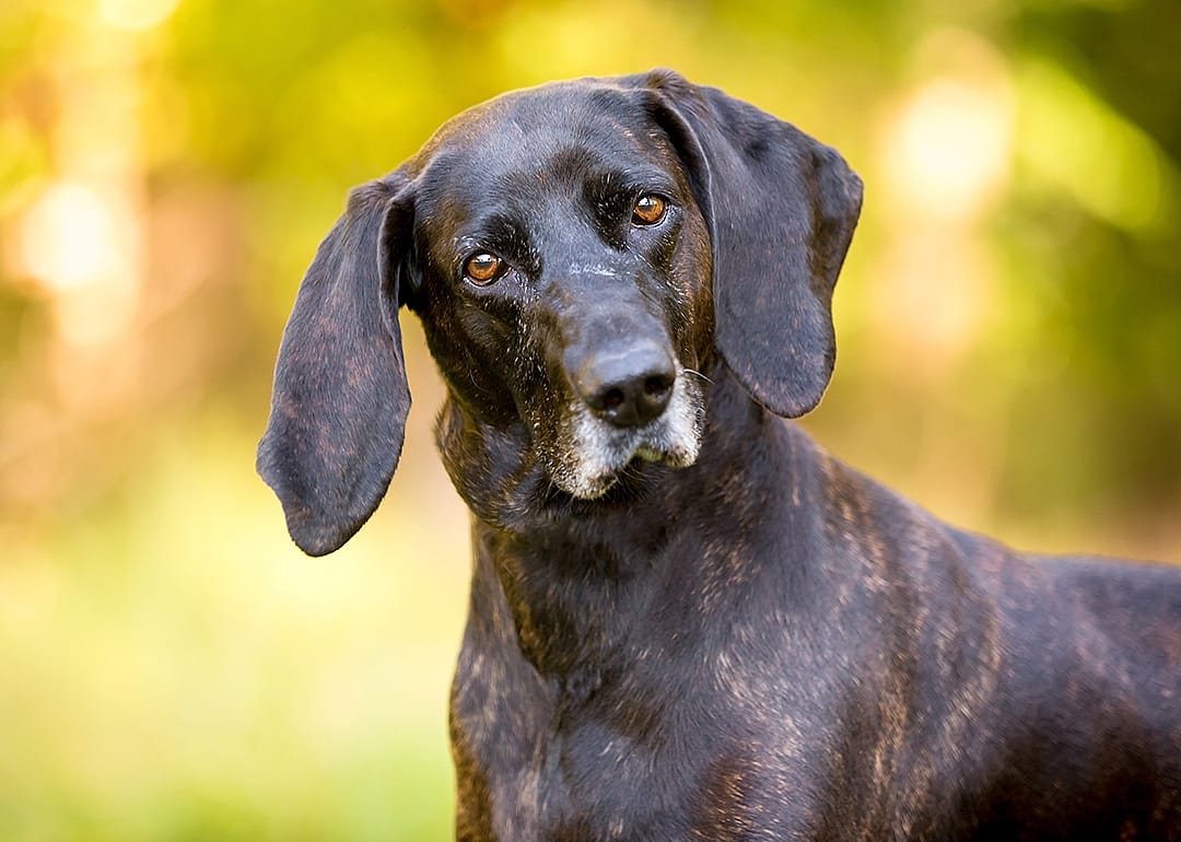 A brindle Plott hound looks at camera with head tilted.