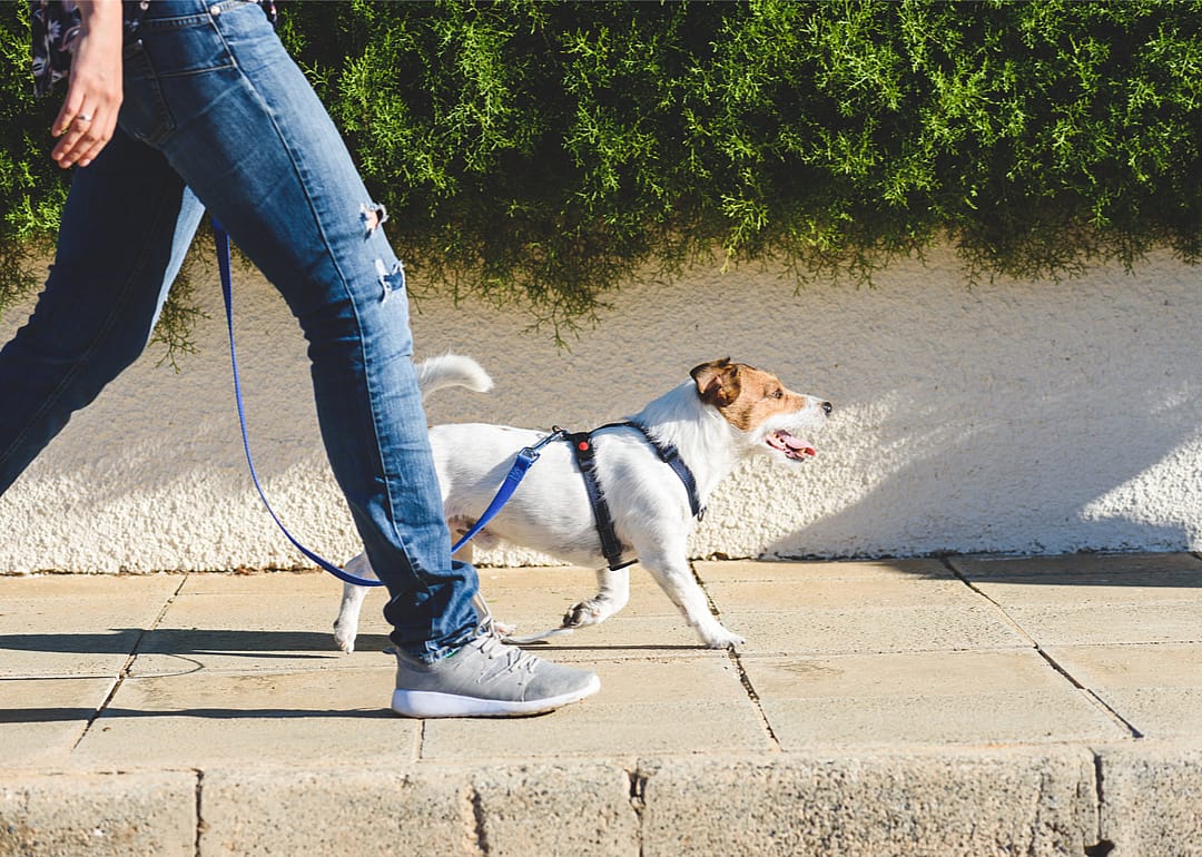 Canine and human genomes evolved together