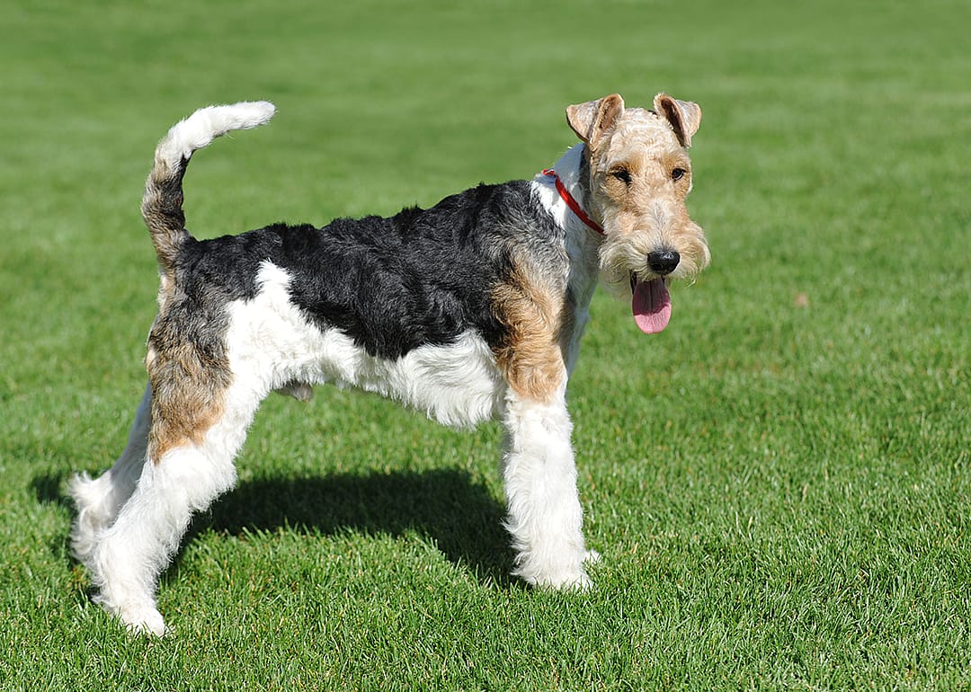 Wire Fox Terrier portrait in show pose on grass.