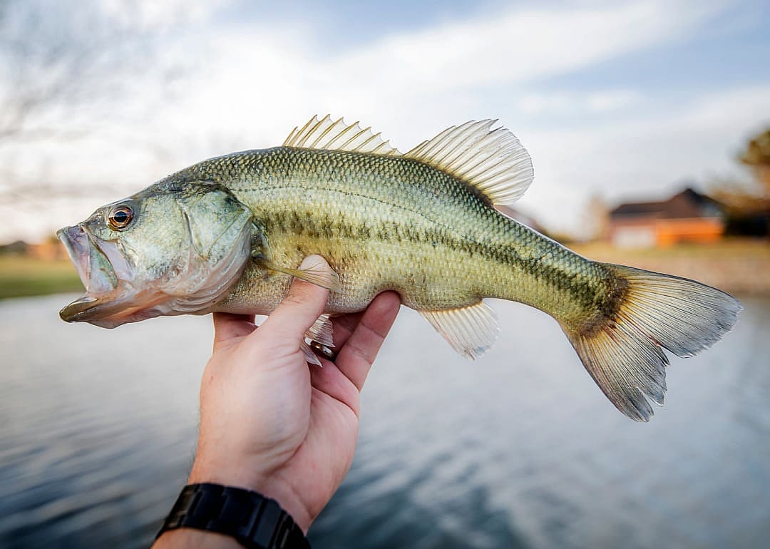 Largemouth Bass
