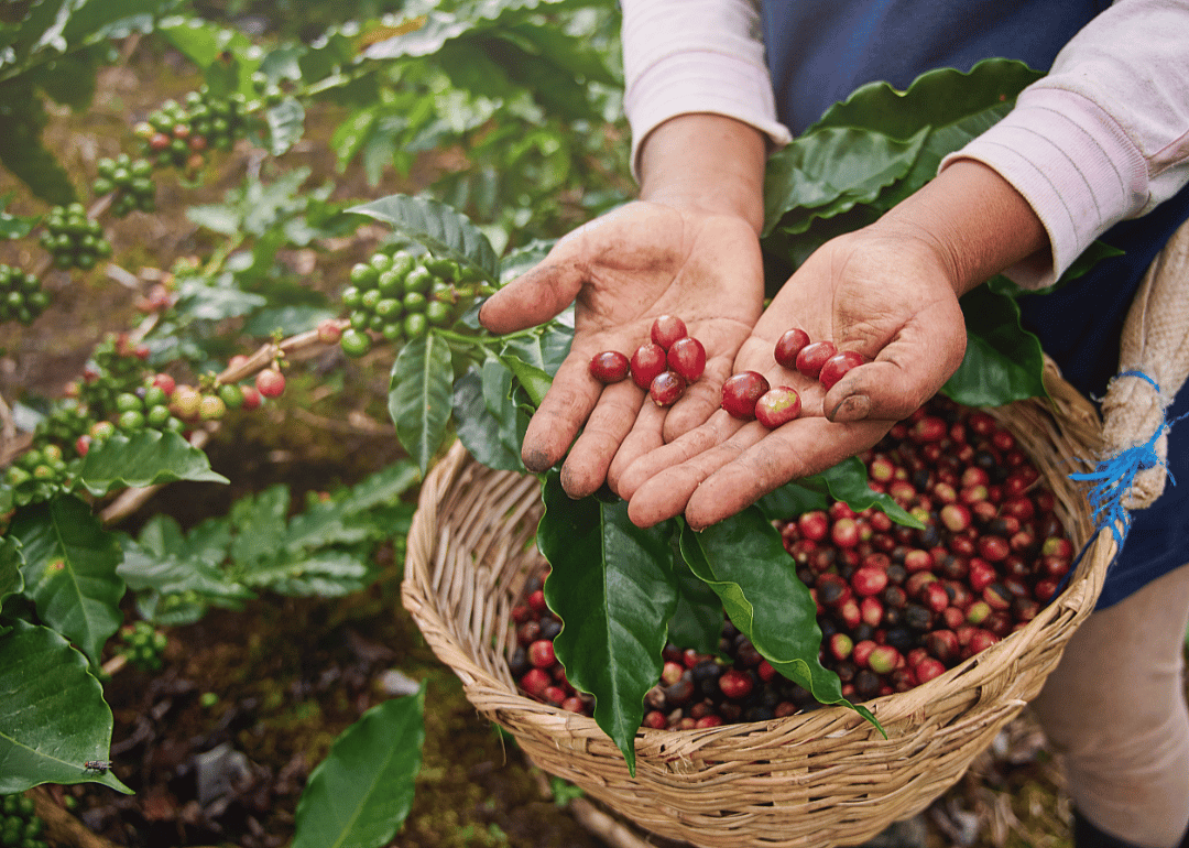 Coffee picker showing fresh berries.