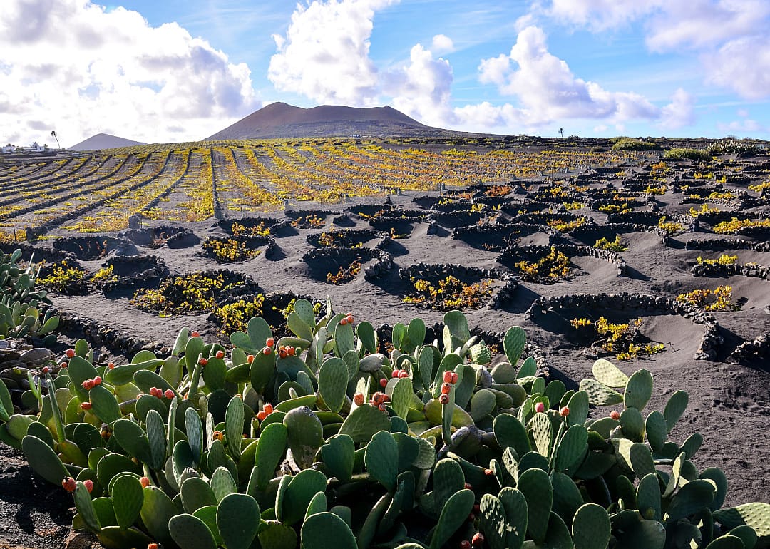 Vineyards in La Geria Lanzarote