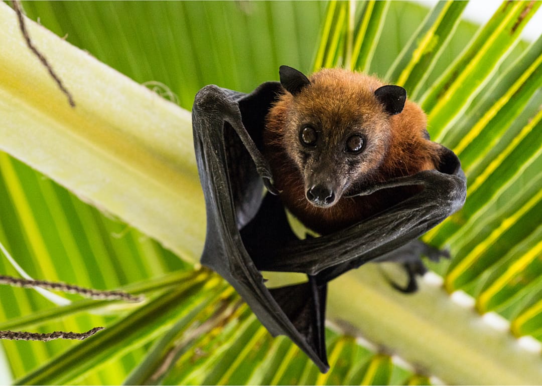 Bats