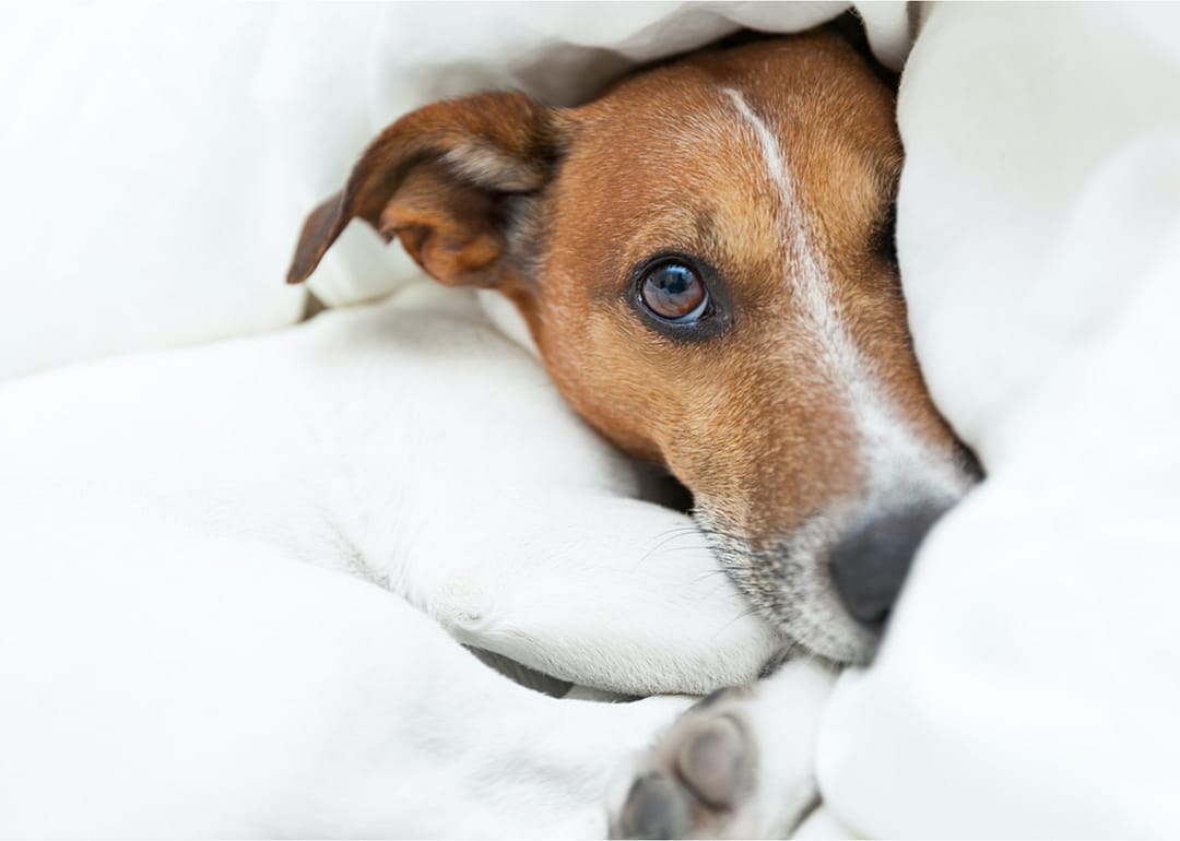 Canine influenza