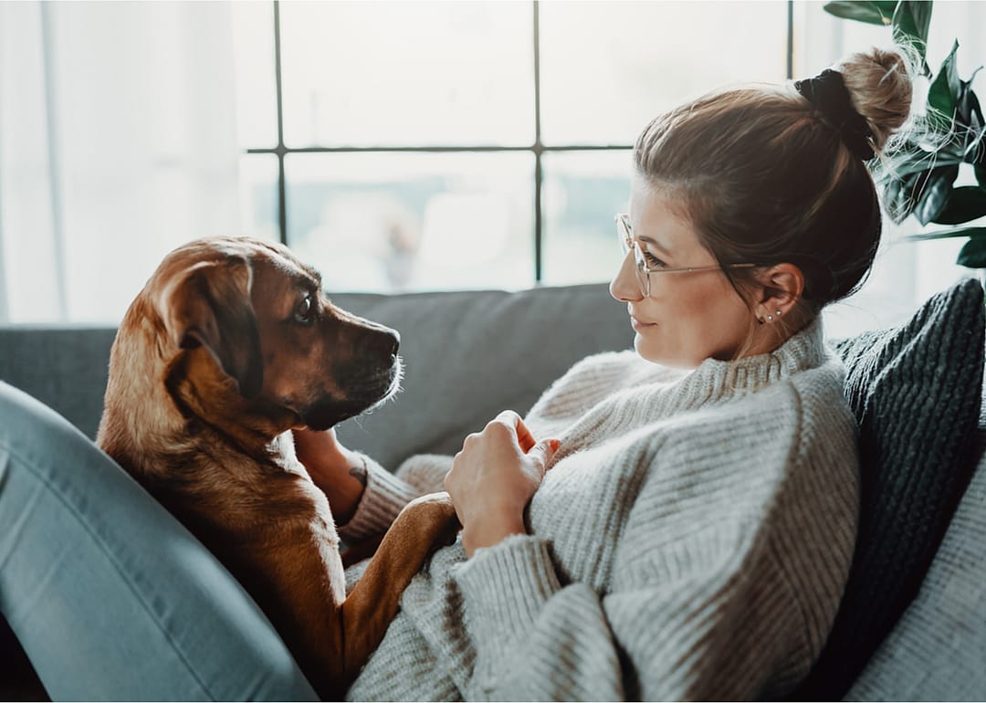 Dog eyebrows evolved to communicate with humans