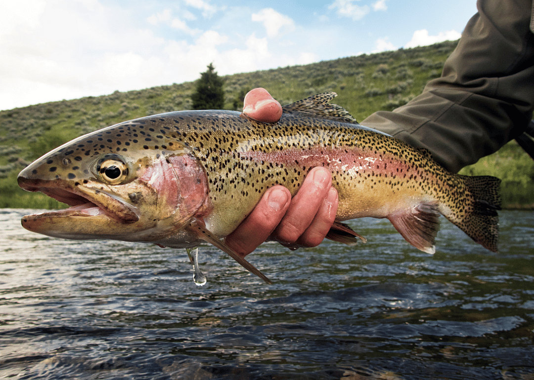 Rainbow Trout