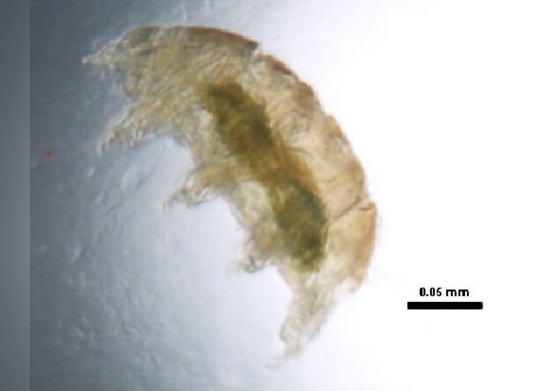Water bear (tardigrade)