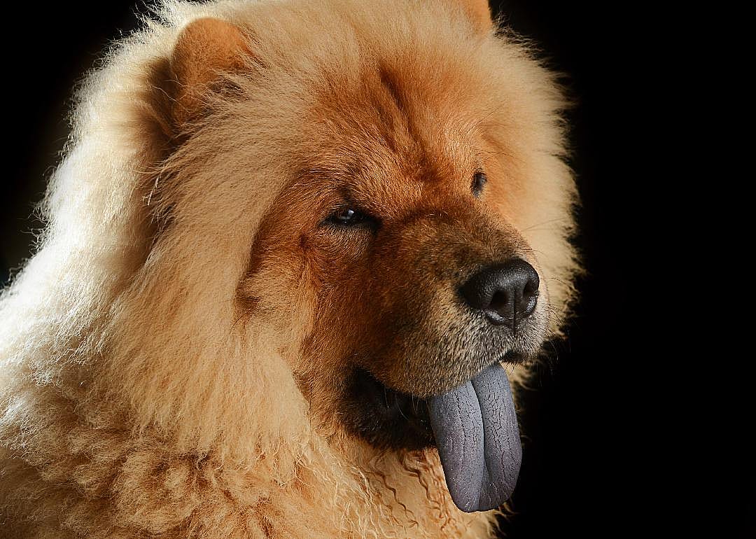 Most ancient East Asian dog
