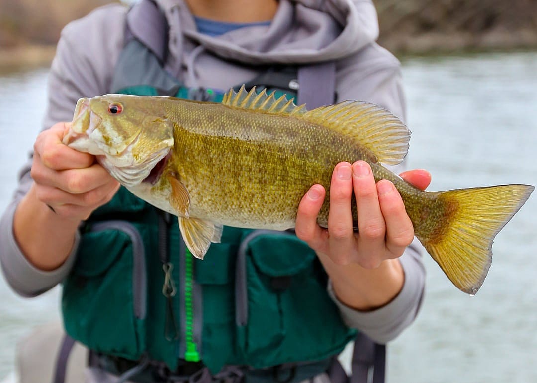 Smallmouth Bass
