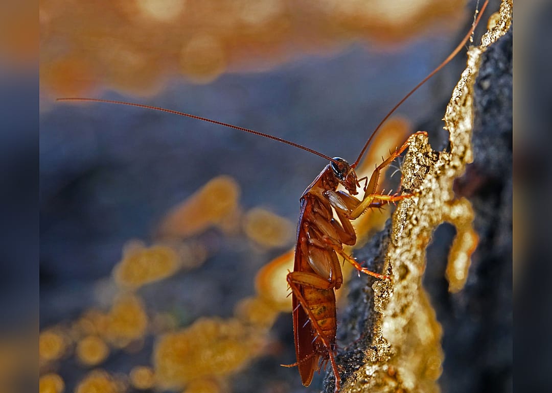 German cockroach and American cockroach