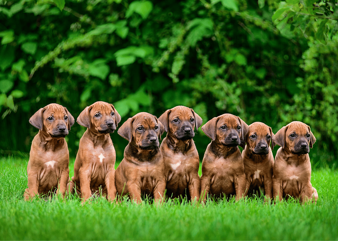 Largest dog litter