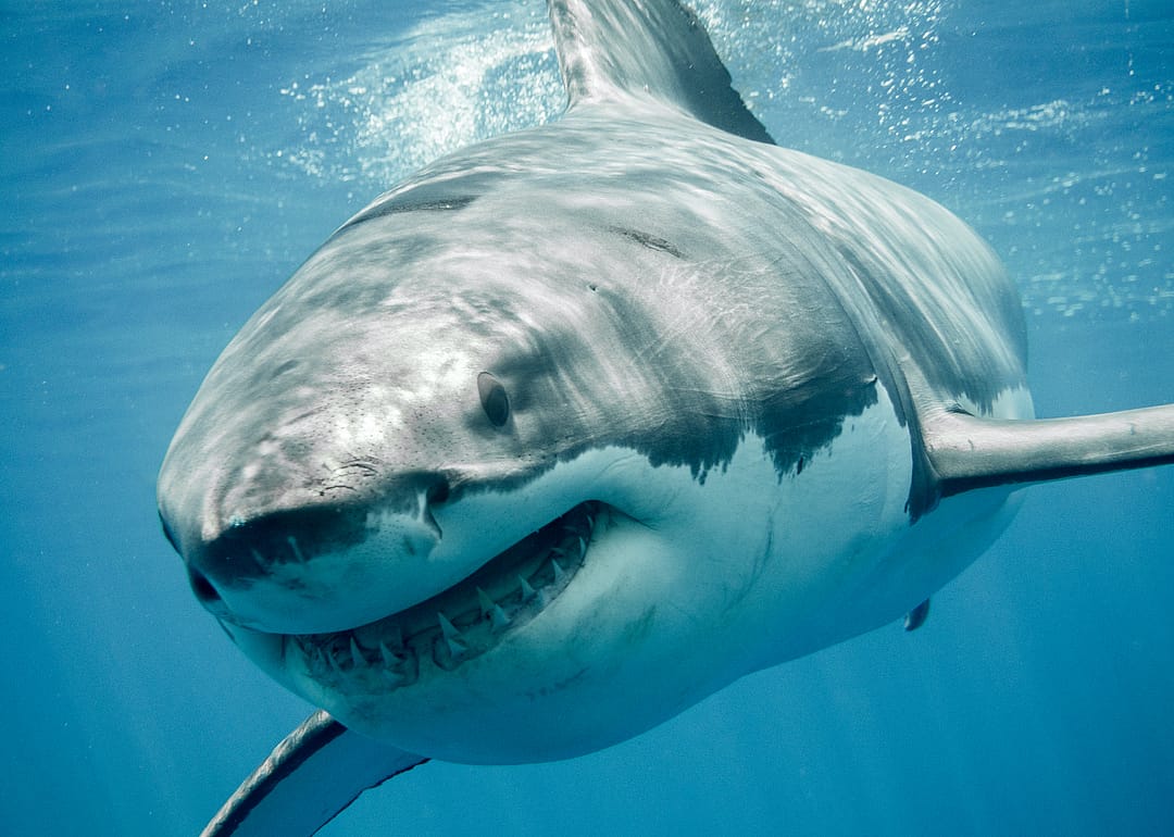 Sharks