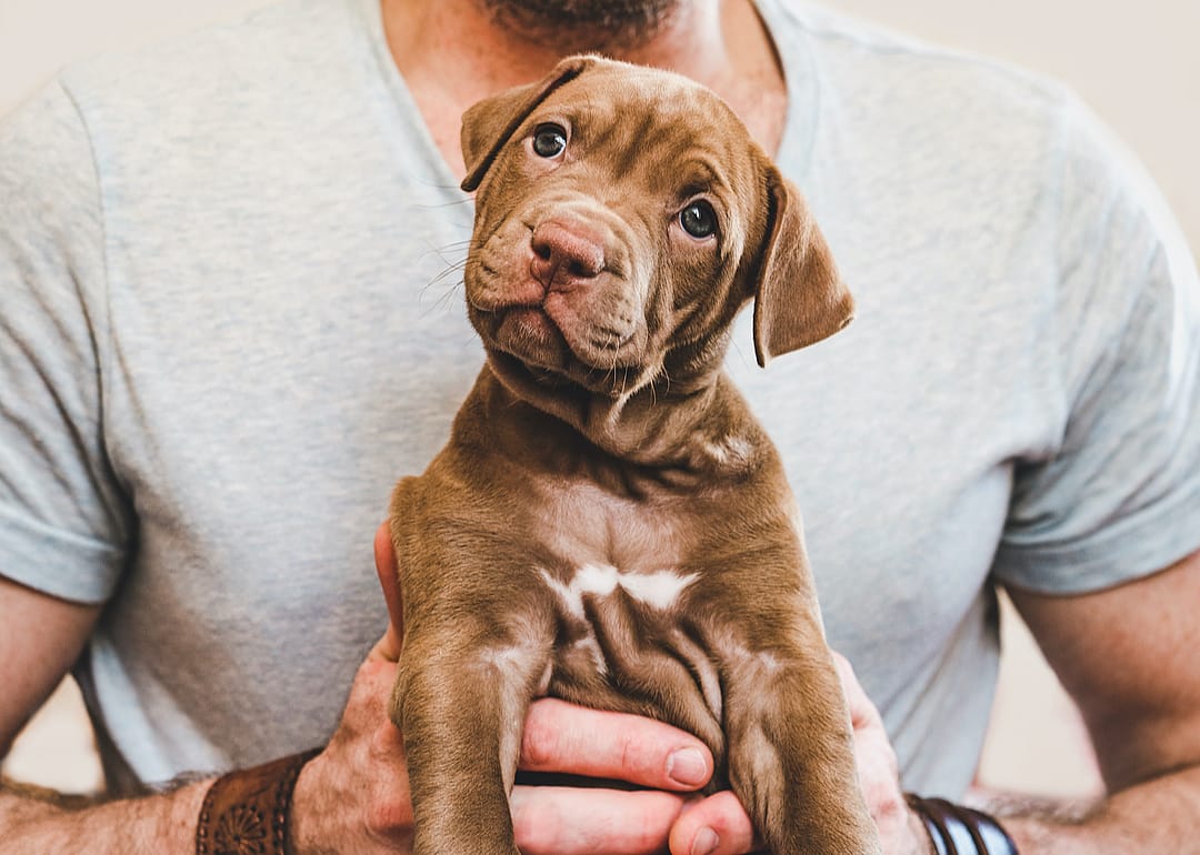 Your vet's recommendations