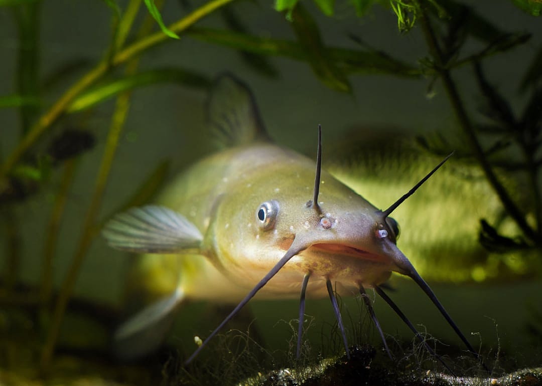 Channel Catfish