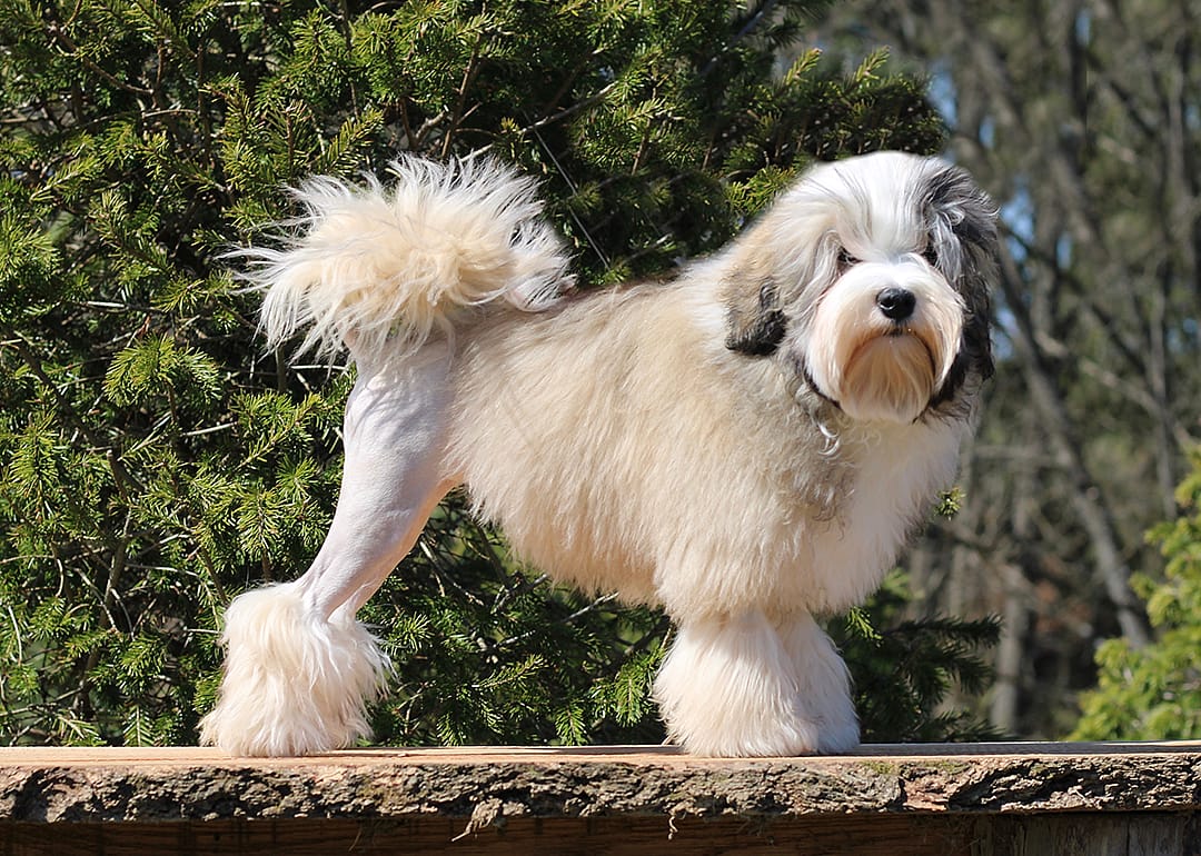 Lowchen dog, groomed with a lion cut, standing outside.
