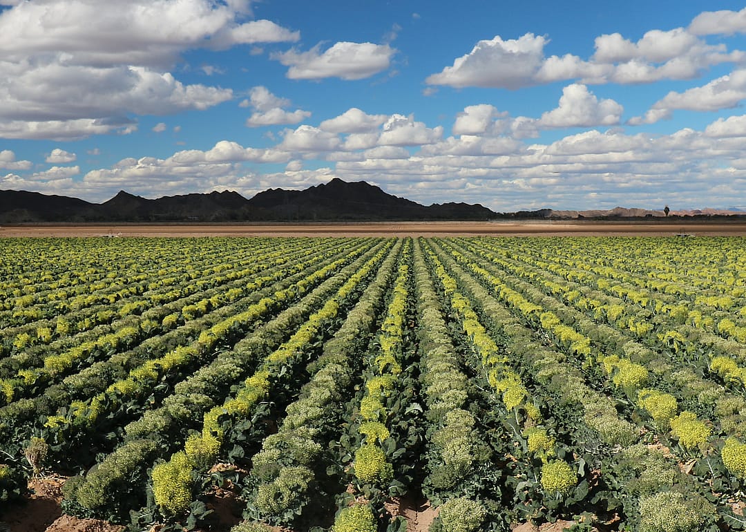 Arizona