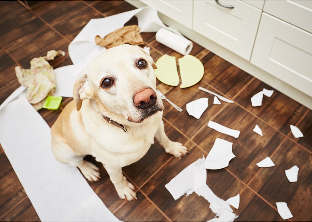 The ‘guilty’ look is in response to owner cues, not actual guilt
