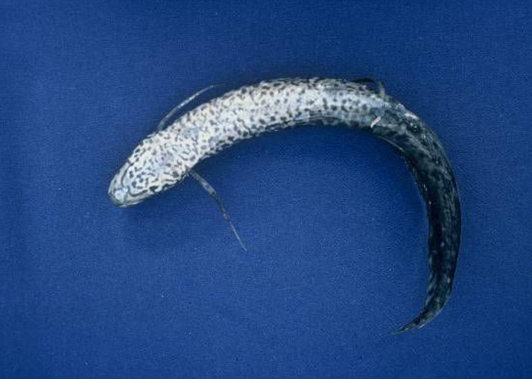 West African lungfish
