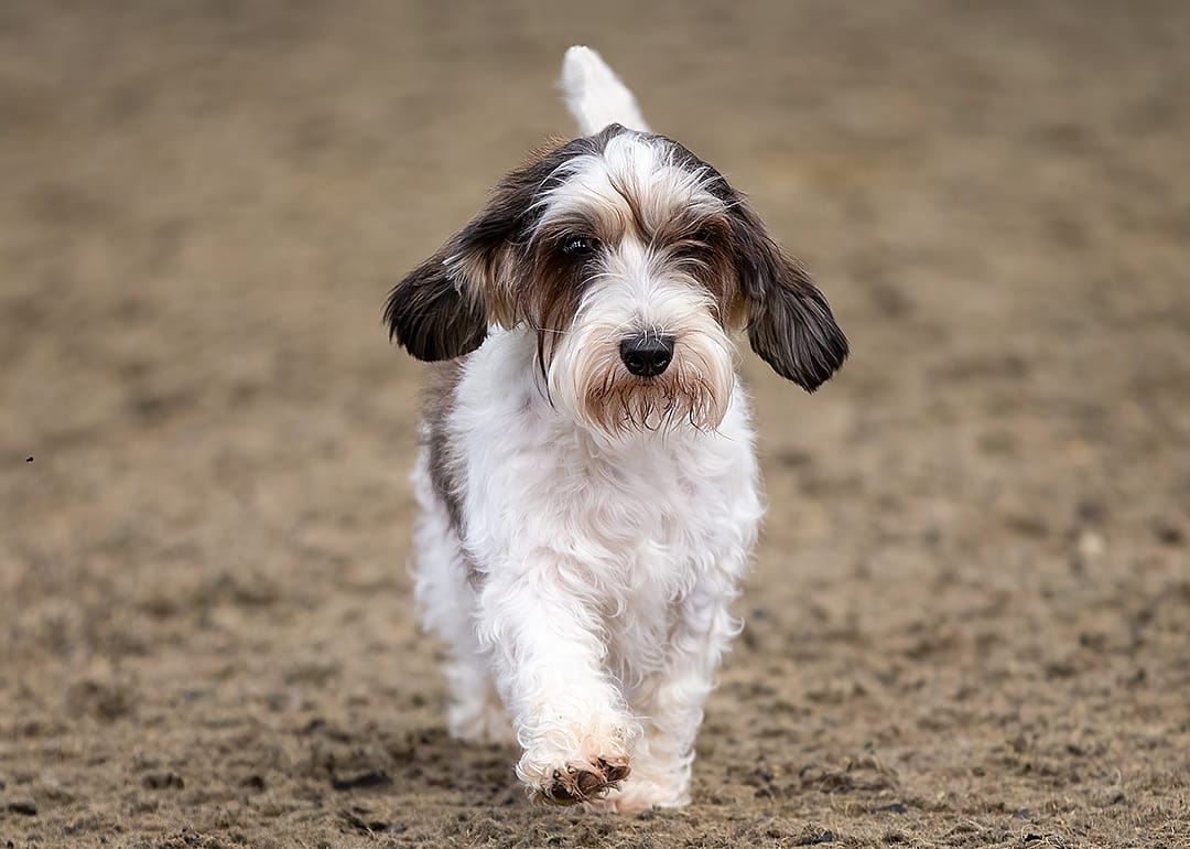 Petit Basset Griffon Vendéen puppy walking in dirt.
