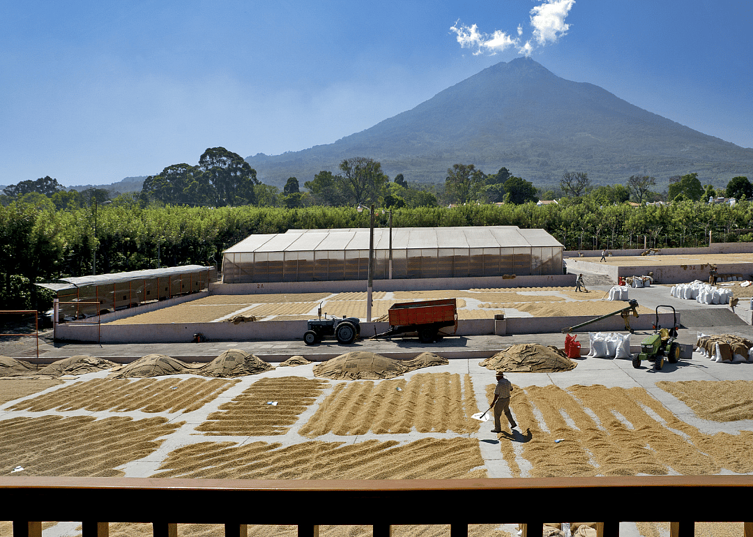 Coffee beans drying in the sun at plantation in Antigua.