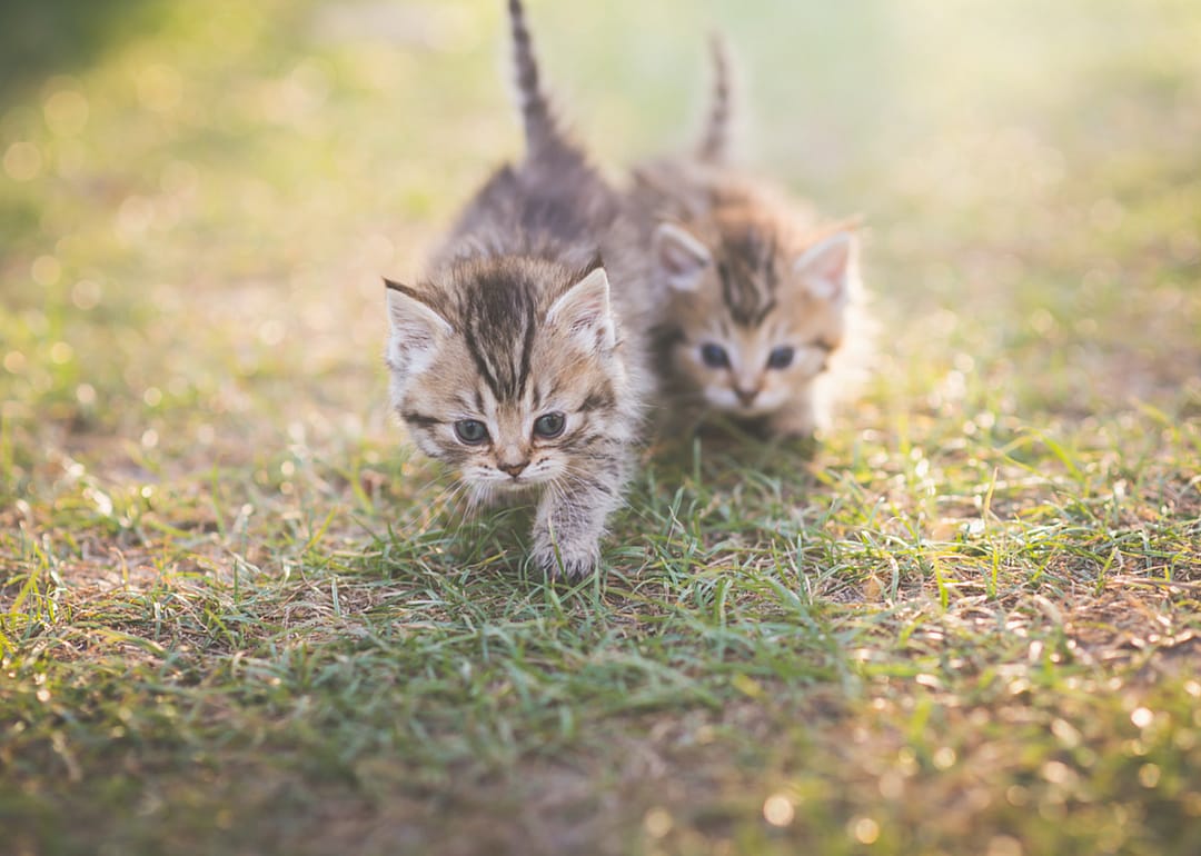 Should I make my kitten an outside cat?