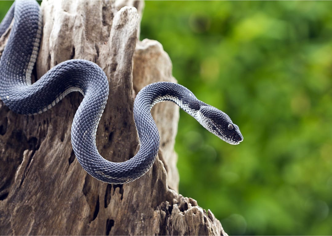 Snakes