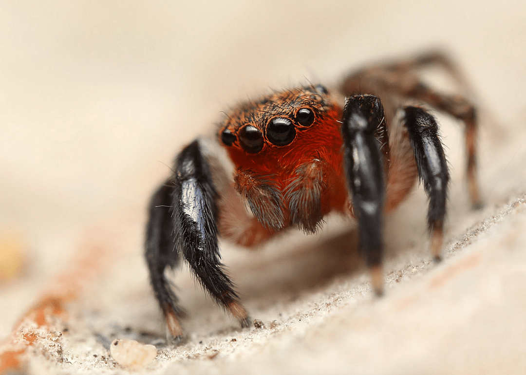 Himalayan jumping spider
