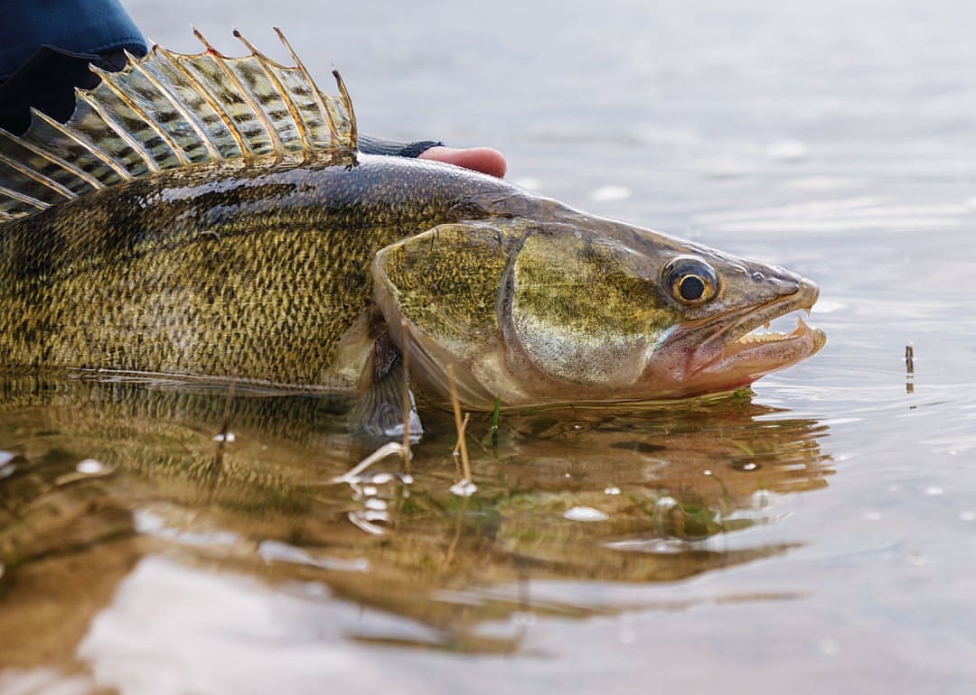 Walleye