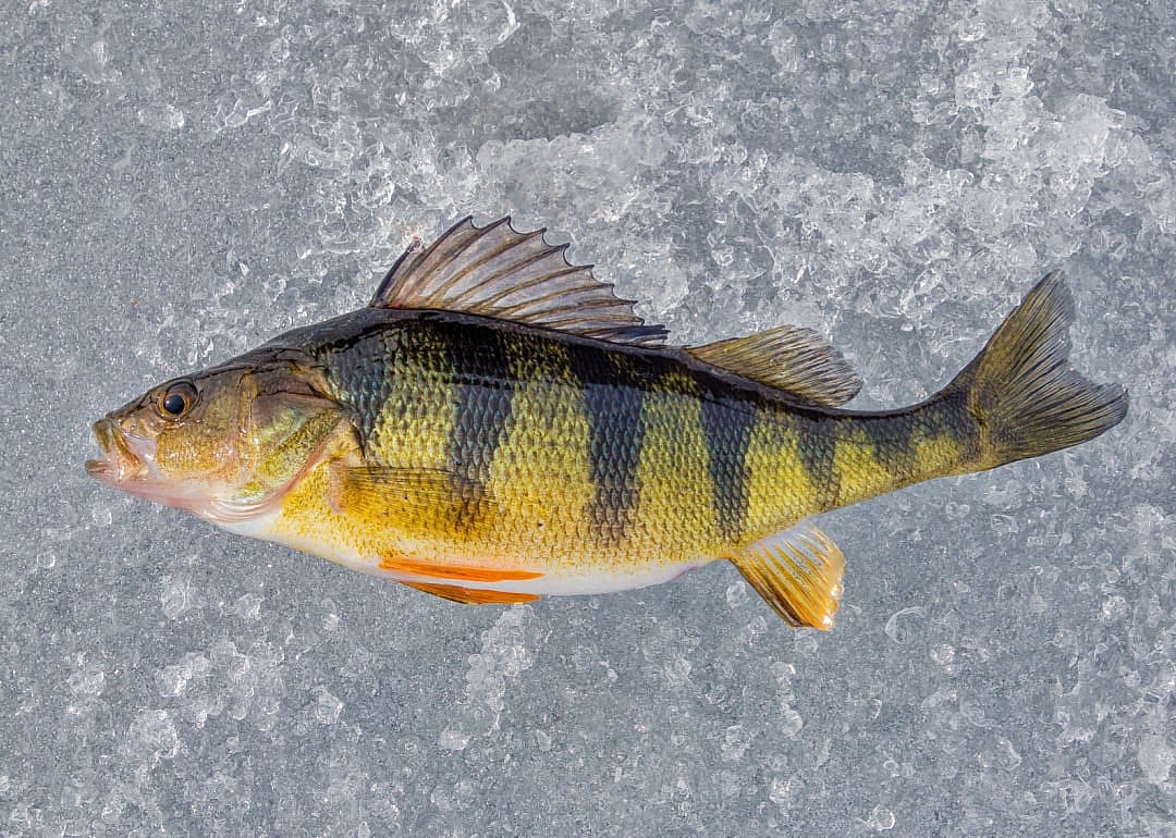 Yellow Perch